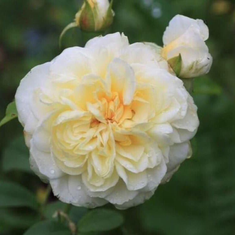 Lady Romantica ® Floribunda Roses garden rose bushes potted or bare root plants