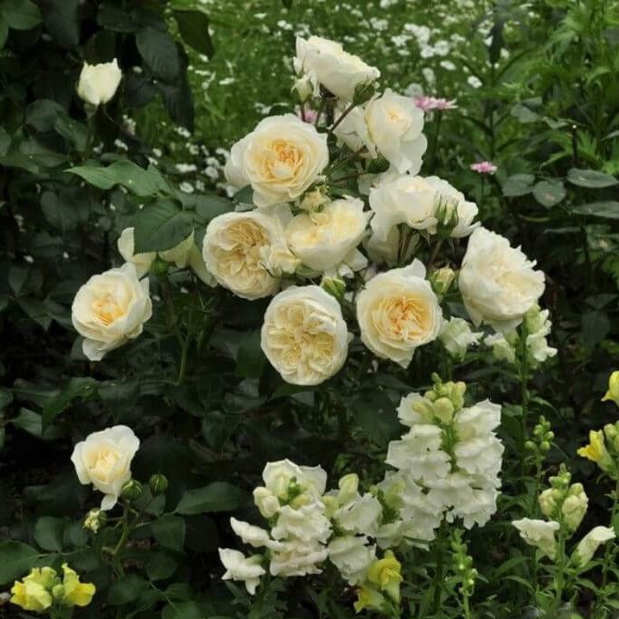 Lady Romantica ® Floribunda Roses garden rose bushes potted or bare root plants