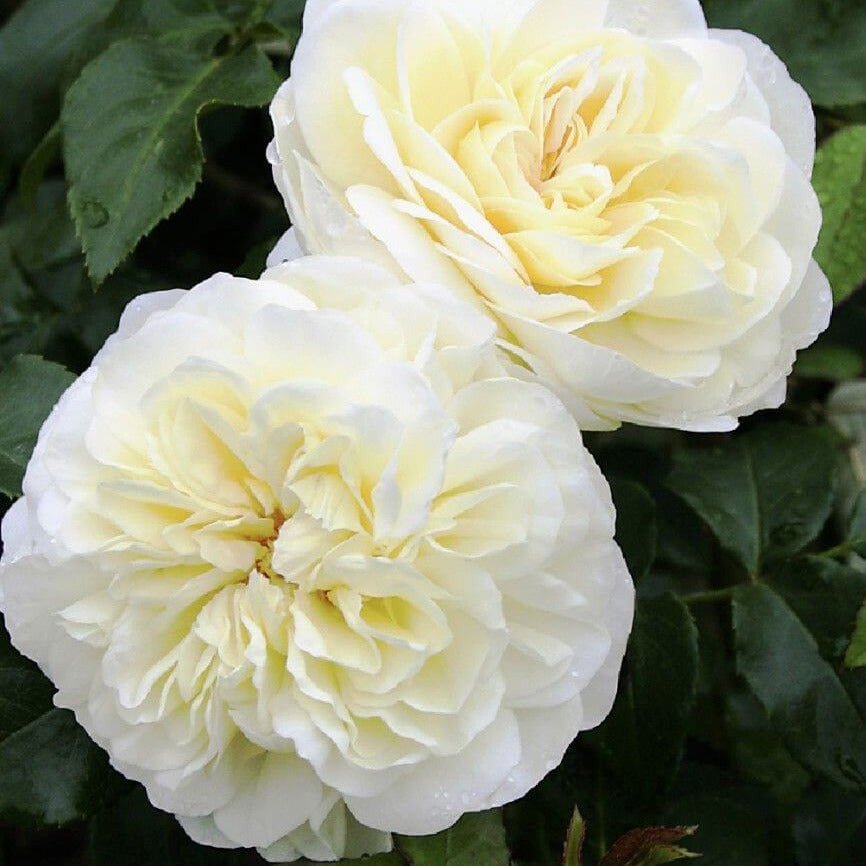 Lady Romantica ® Floribunda Roses garden rose bushes potted or bare root plants