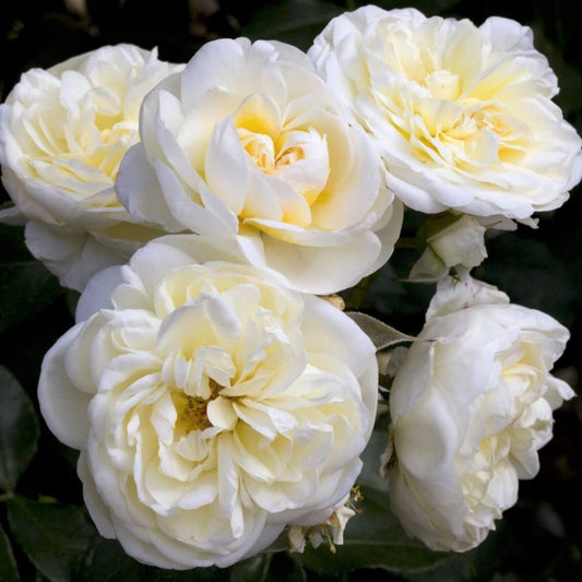 Lady Romantica ® - French floribunda rose bred by Meilland Richardier