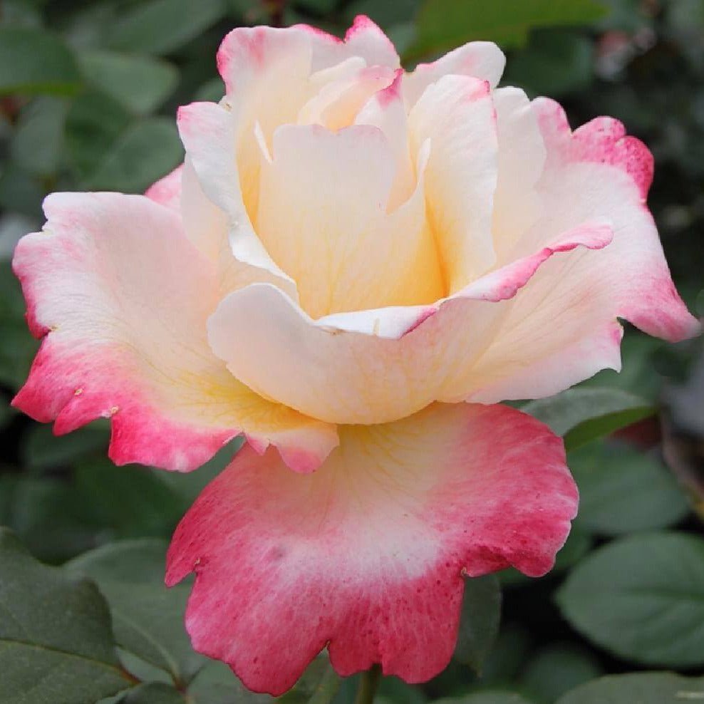 Famous Tea Roses Laetitia Casta ® | Hybrid Tea Roses | Garden Rose Bush – Famous Roses World