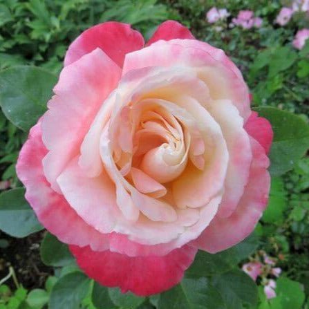 Laetitia Casta ® Hybrid Tea Roses garden rose bushes potted or bare root plants