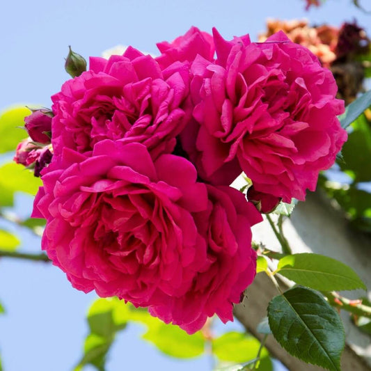 Laguna ® - German climbing rose bred by W. Kordes & Sons