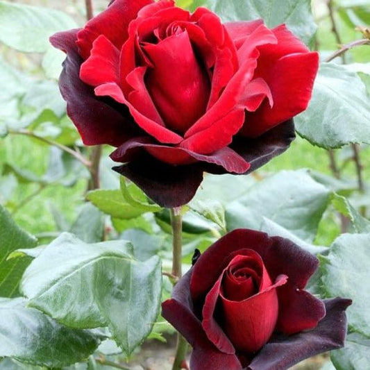 Le Rouge et Le Noire ® - French hybrid tea rose bred by Georges Delbard