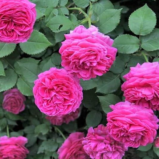 Madame Isaac Pereire ® Climbing Roses garden rose bushes potted or bare root plants
