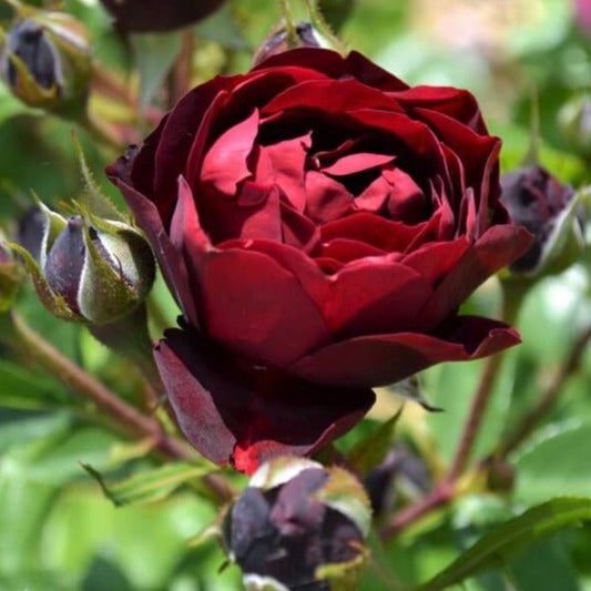 Malicorne ® Floribunda Rose garden rose bushes potted or bare root plants