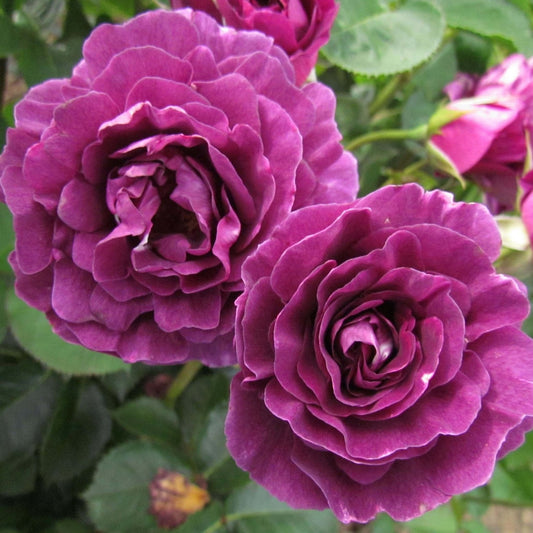 Minerva ® Floribunda garden rose bushes potted or bare root plants