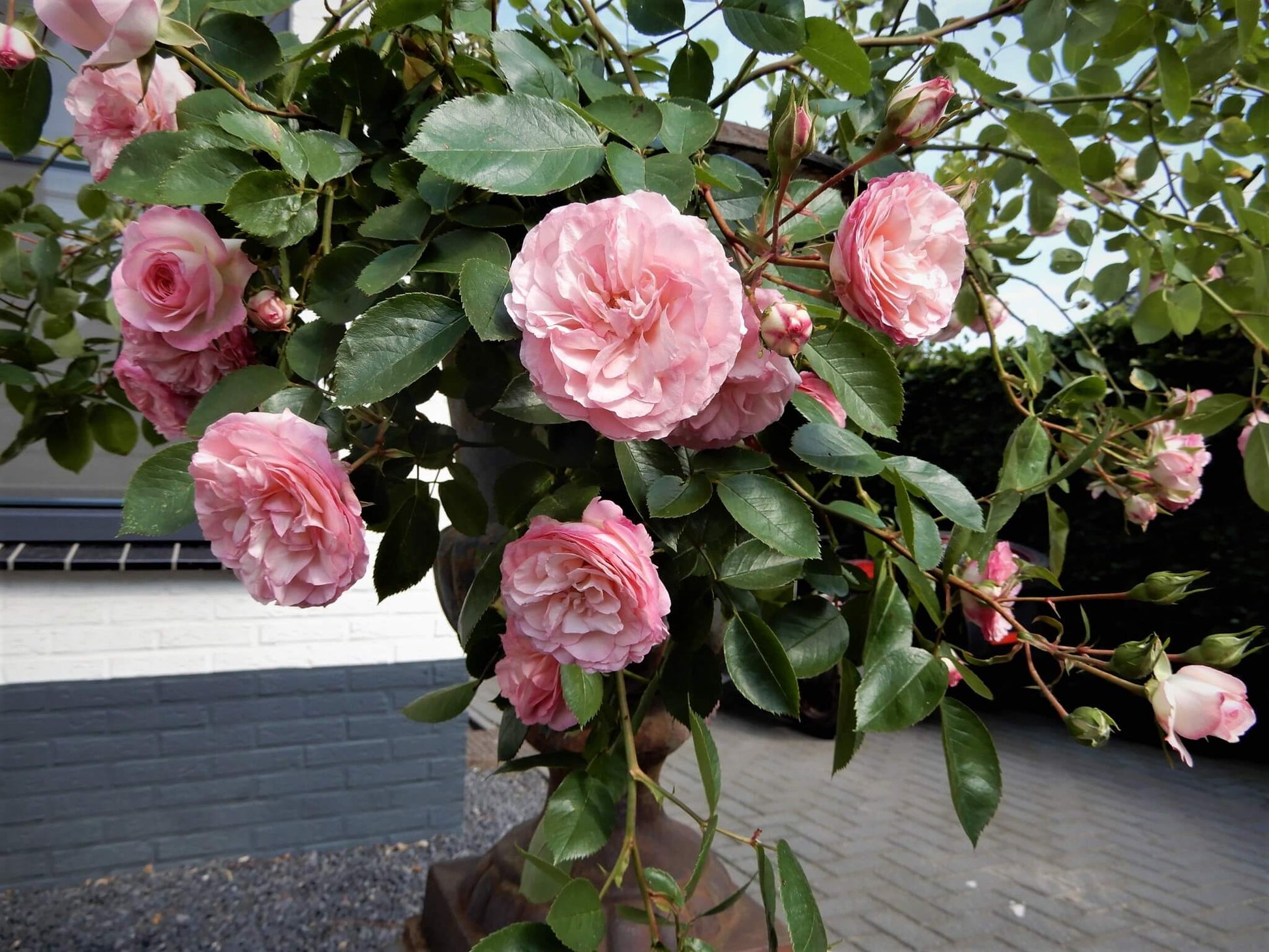 Mini Eden Rose ® Climbing Roses garden rose bushes potted or bare root plants