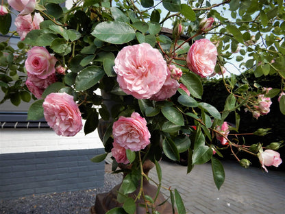 Mini Eden Rose ® Climbing Roses garden rose bushes potted or bare root plants