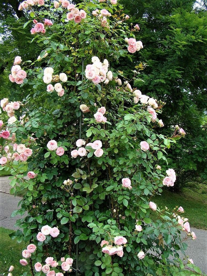 Mini Eden Rose ® Climbing Roses garden rose bushes potted or bare root plants