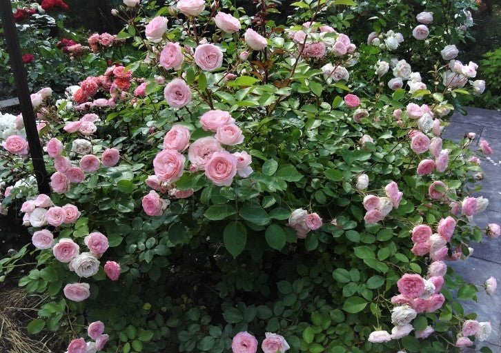 Mini Eden Rose ® Climbing Roses garden rose bushes potted or bare root plants