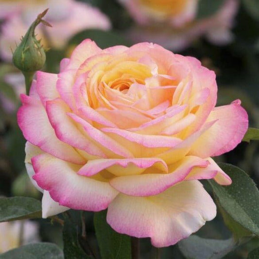 Mitsouko ®' Hybrid Tea Roses garden rose bushes potted or bare root plants