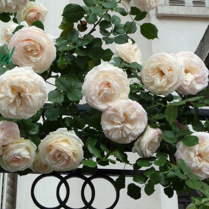 Mon Jardin et Ma Maison ® Climbing Roses garden rose bushes potted or bare root plants