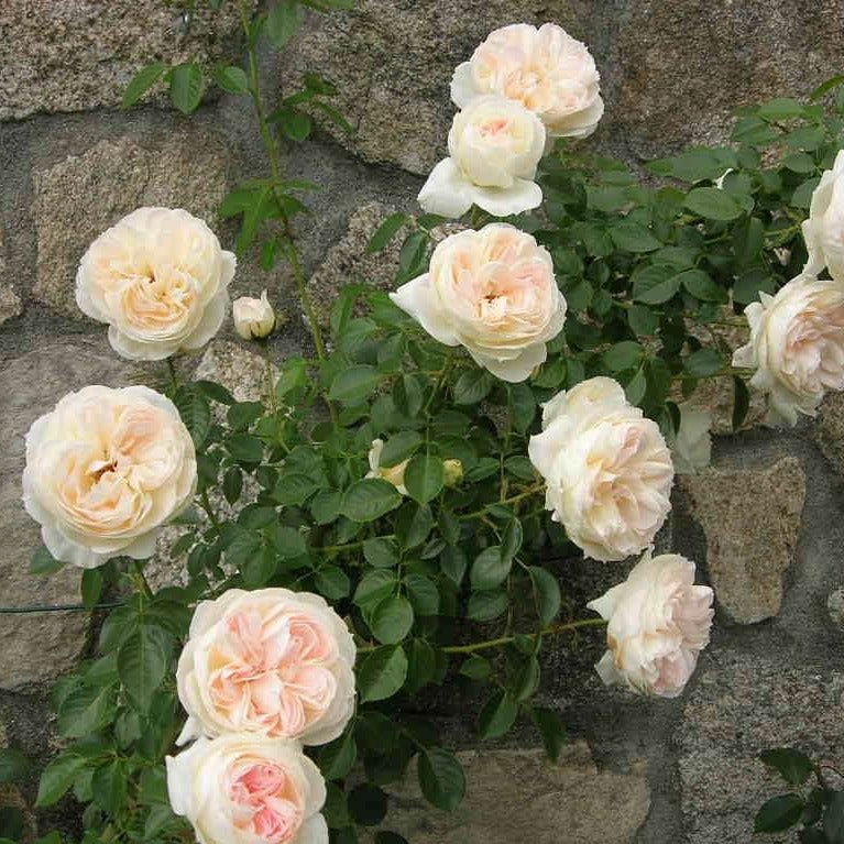 Mon Jardin et Ma Maison ® Climbing Roses garden rose bushes potted or bare root plants