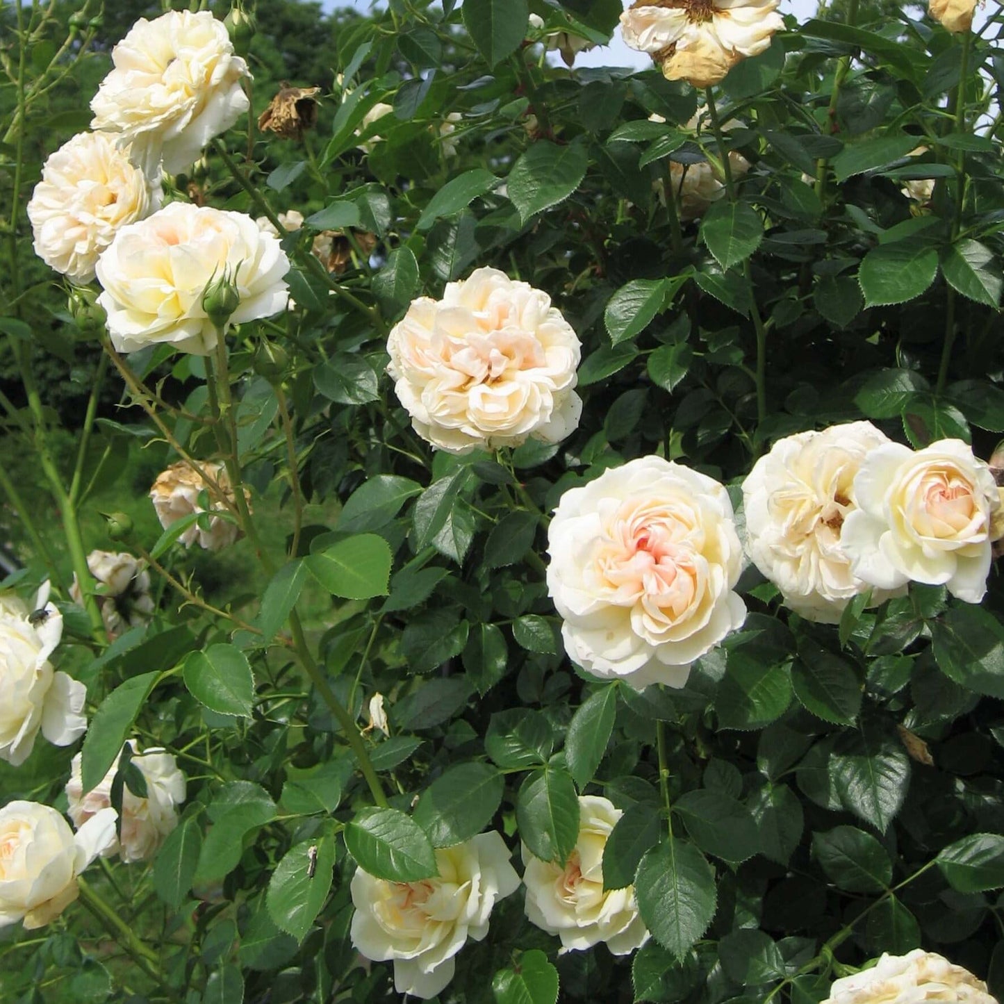 Mon Jardin et Ma Maison ® Climbing Roses garden rose bushes potted or bare root plants