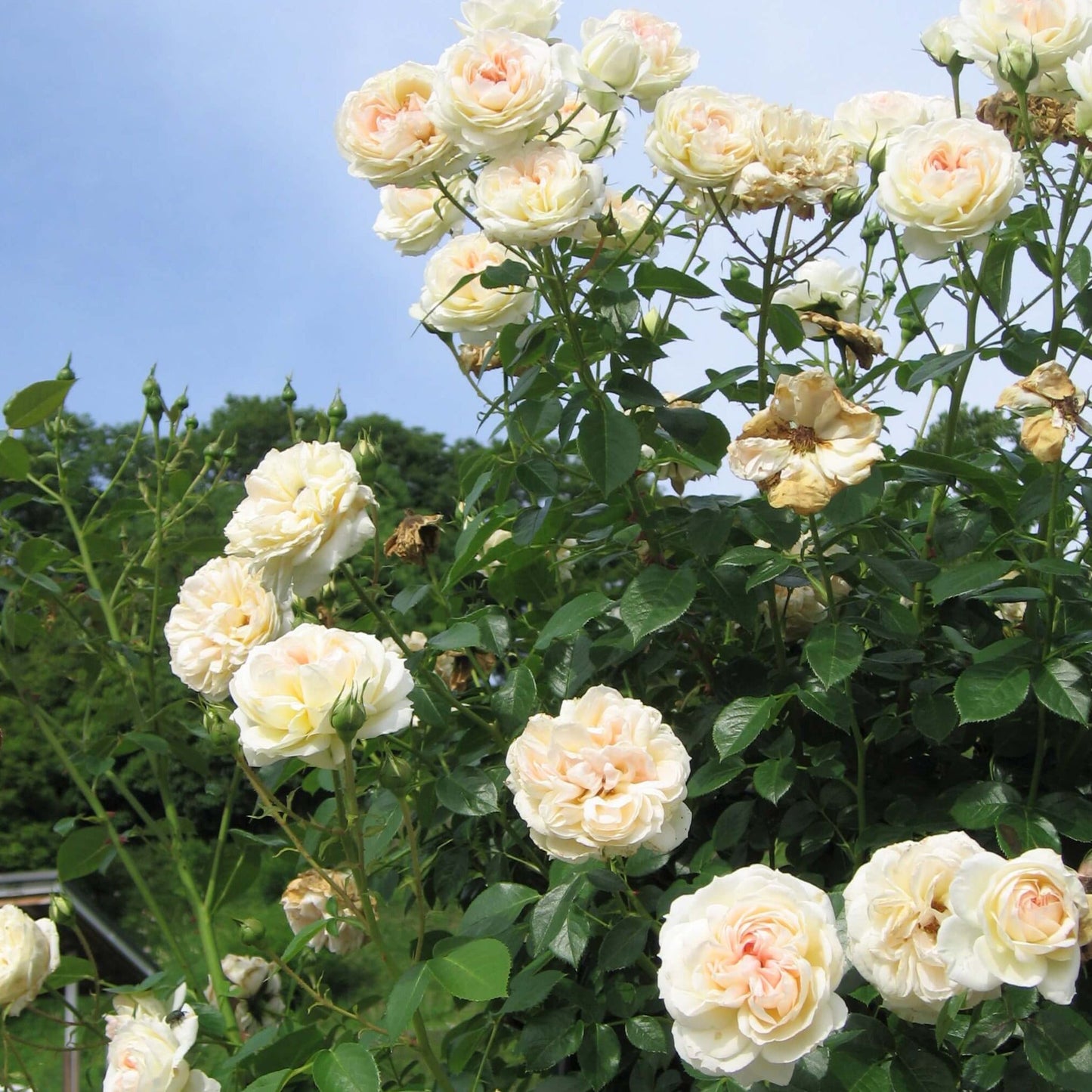 Mon Jardin et Ma Maison ® Climbing Roses garden rose bushes potted or bare root plants