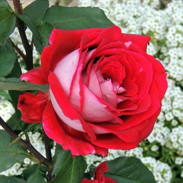 Famous Tea Roses Monica Bellucci ® | Hybrid Tea Roses | Garden Rose Bush – Famous Roses ...