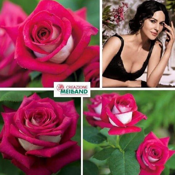 Monica Bellucci ® Hybrid Tea Roses garden rose bushes potted or bare root plants