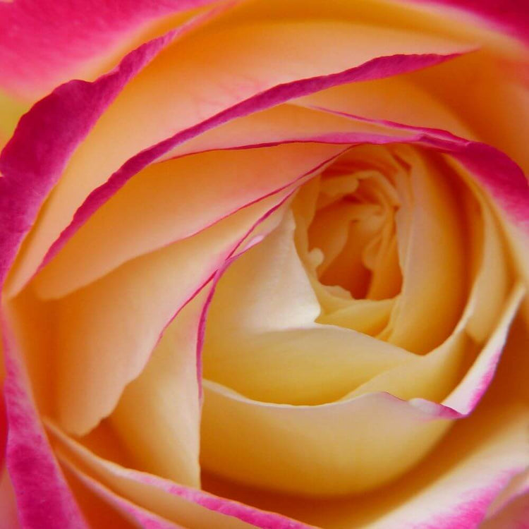 High quality rose bushes - New Fragrant Garden Roses – Famous Roses World