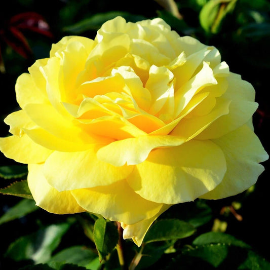 O Sole Mio ®' Hybrid Tea Roses garden rose bushes potted or bare root plants