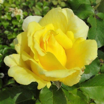 O Sole Mio ®' Hybrid Tea Roses garden rose bushes potted or bare root plants