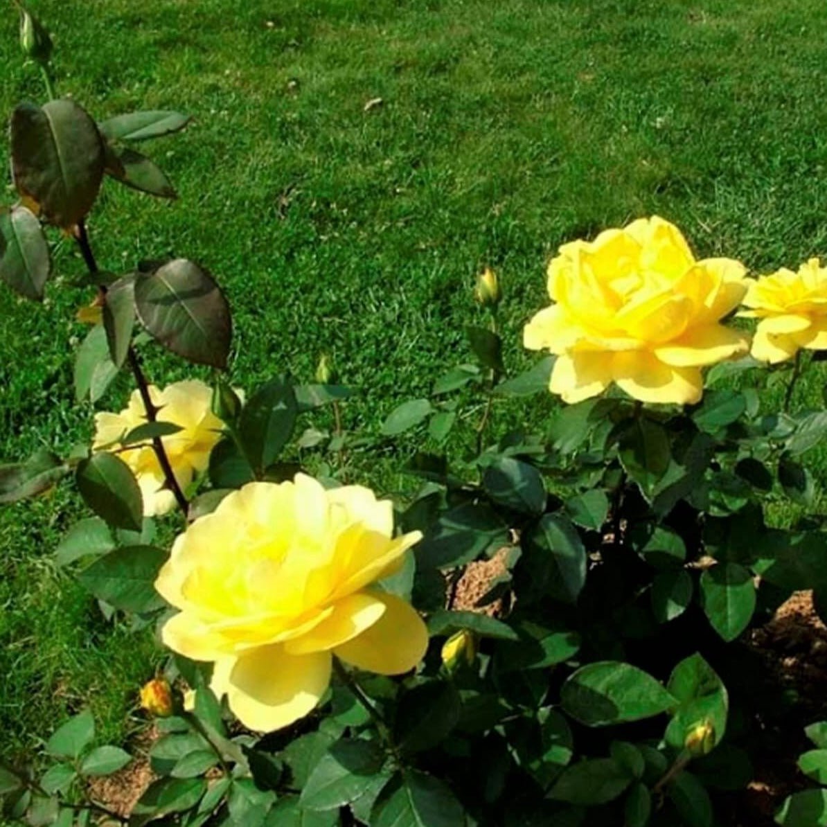 O Sole Mio ®' Hybrid Tea Roses garden rose bushes potted or bare root plants