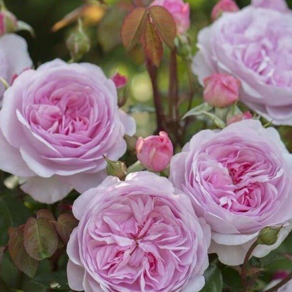 Olivia Rose ® | Plants | Garden Rose Bush – Famous Roses World