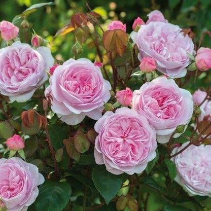 Olivia Rose ® - English floribunda rose bred by David Austin