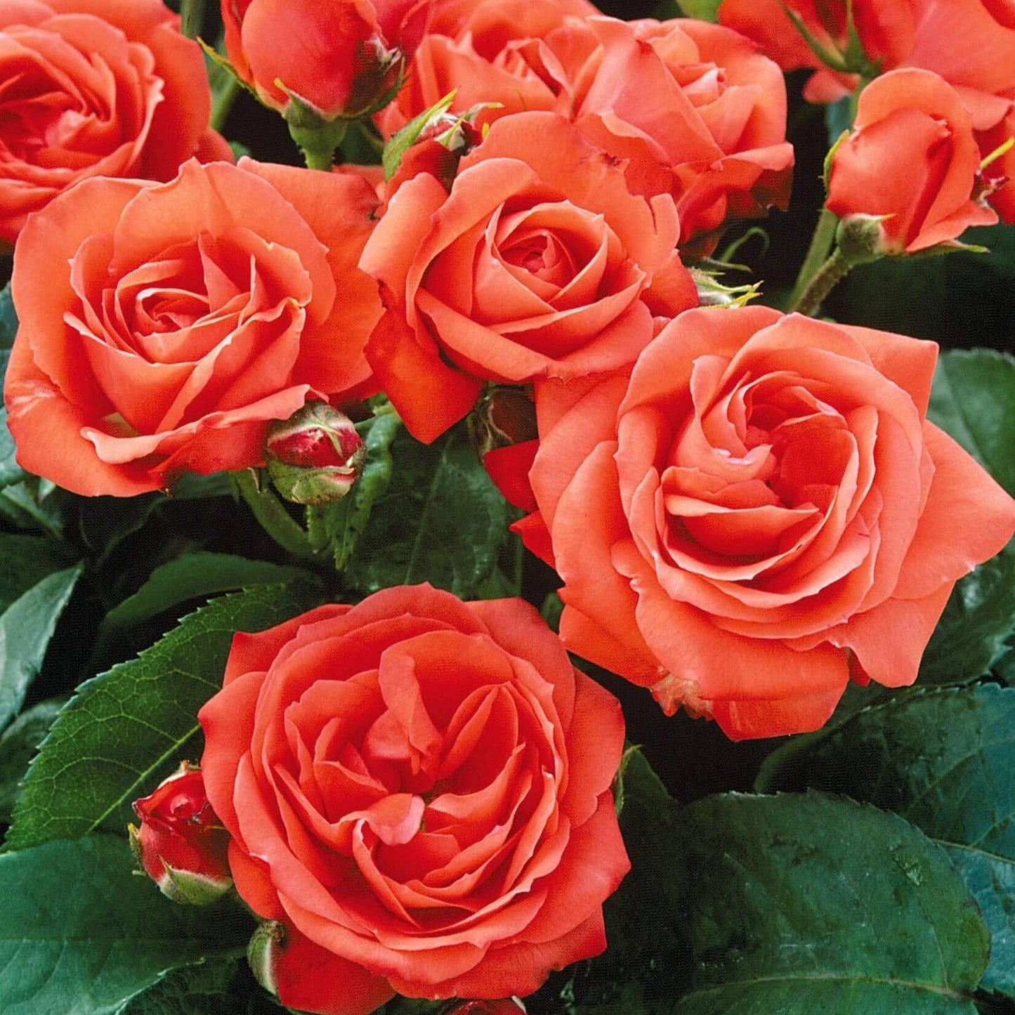 Orange Sensation ® Floribunda Roses garden rose bushes potted or bare root plants