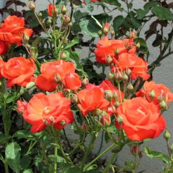 Orange Sensation ® Floribunda Roses garden rose bushes potted or bare root plants