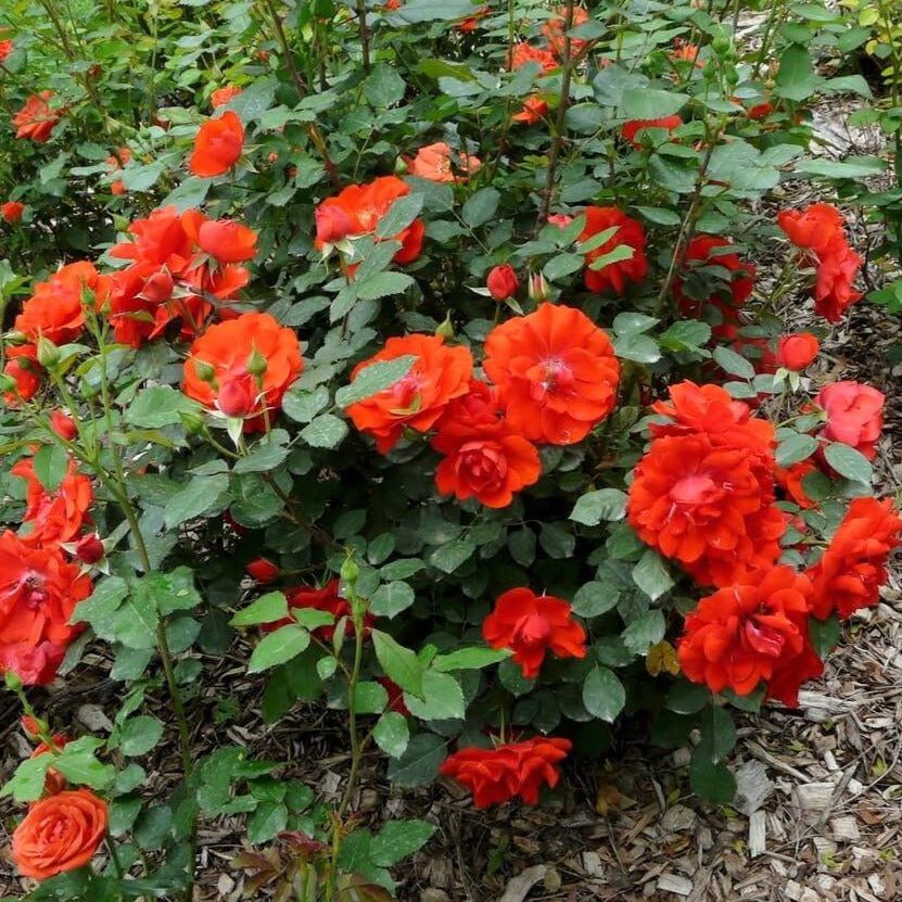 Orange Sensation ® Floribunda Roses garden rose bushes potted or bare root plants