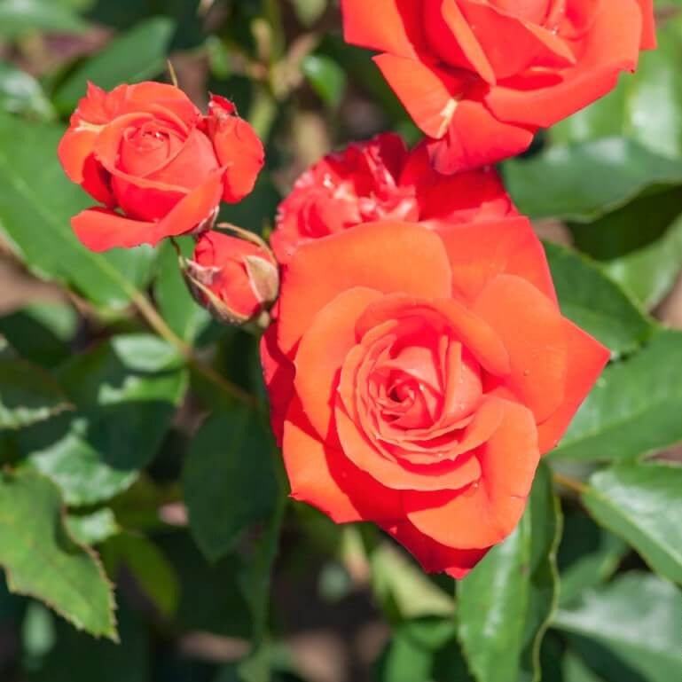 Orange Sensation ® Floribunda Roses garden rose bushes potted or bare root plants