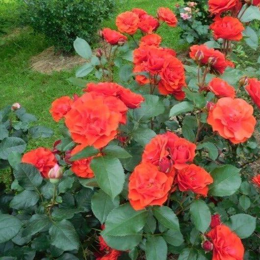 Orange Sensation ® Floribunda Roses garden rose bushes potted or bare root plants