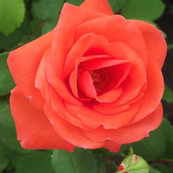 Orange Sensation ® Floribunda Roses garden rose bushes potted or bare root plants