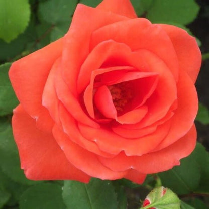 Orange Sensation ® Floribunda Roses garden rose bushes potted or bare root plants