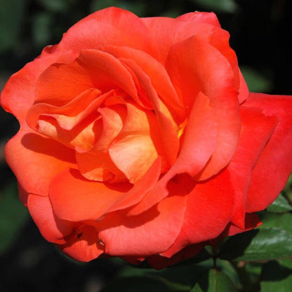 Orange Sensation ® Floribunda Roses garden rose bushes potted or bare root plants