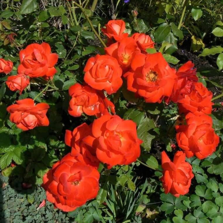 Orange Sensation ® Floribunda Roses garden rose bushes potted or bare root plants