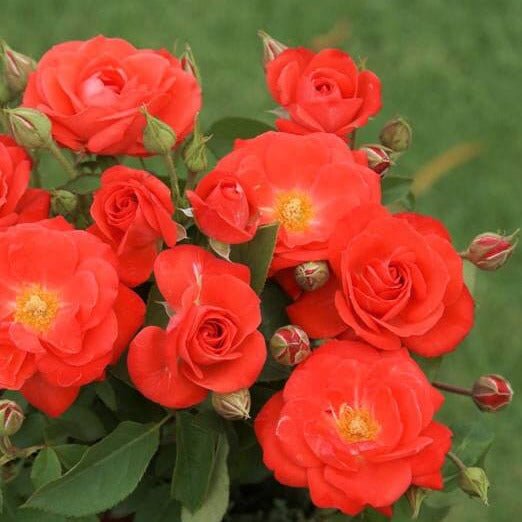 Orange Sensation ® Floribunda Roses garden rose bushes potted or bare root plants