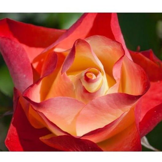 ORIGAMI ®' Floribunda Roses garden rose bushes potted or bare root plants