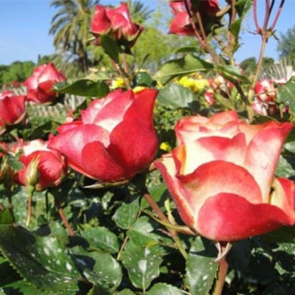 ORIGAMI ®' Floribunda Roses garden rose bushes potted or bare root plants