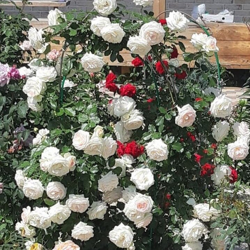 Palais Royal (White Eden Rose) ® | Climbing Roses | Garden Rose Bush ...