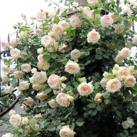 Palais Royal (White Eden Rose) ® | Climbing Roses | Garden Rose Bush ...