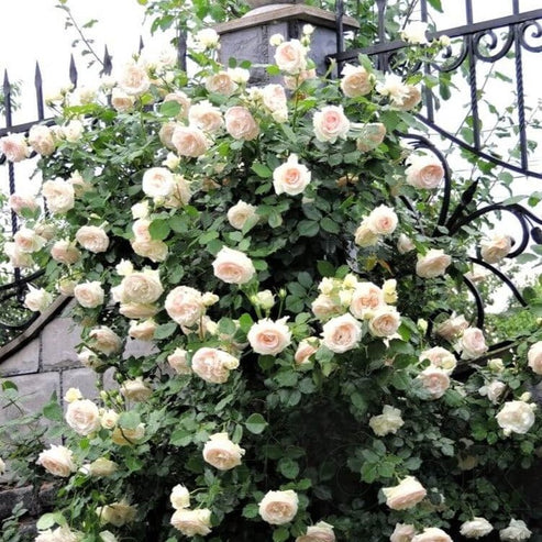 Palais Royal (White Eden Rose) ® | Climbing Roses | Garden Rose Bush ...