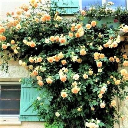 Georges Delbard Rose Palnts | Potted or Bare Root Bushes | Buy Top ...