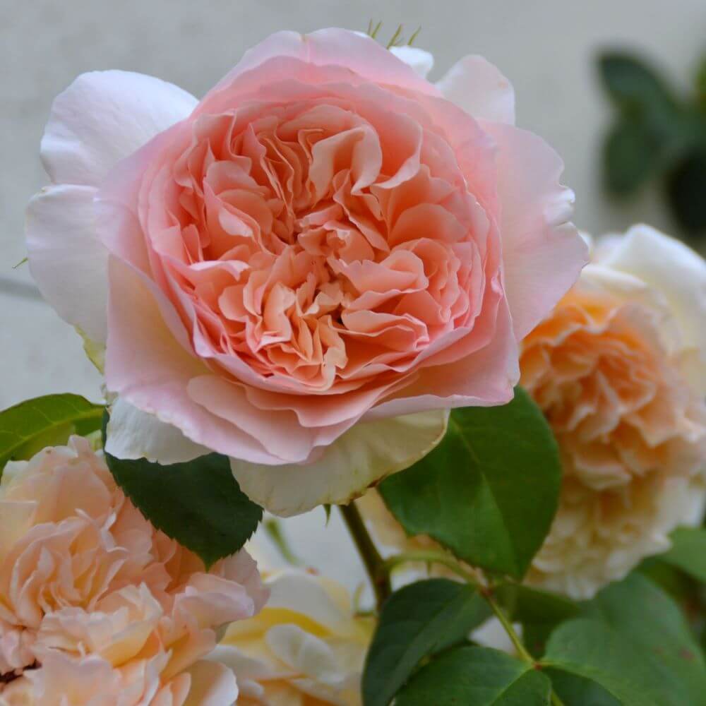 Papi Delbard ® | Climbing Roses | Garden Rose Bush – Famous Roses World