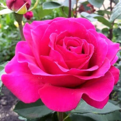 Parole ® Hybrid Tea Roses garden rose bushes potted or bare root plants