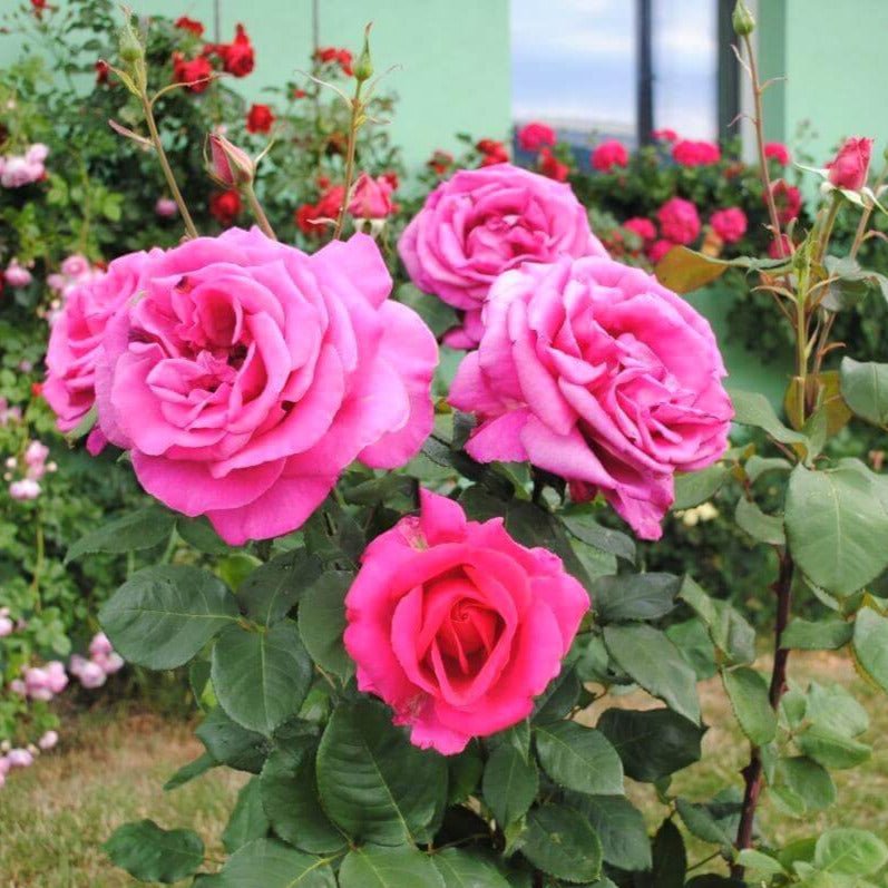 Parole ® Hybrid Tea Roses garden rose bushes potted or bare root plants