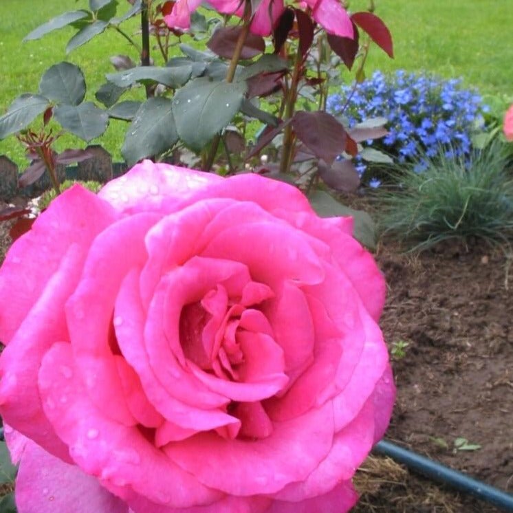 Parole ® Hybrid Tea Roses garden rose bushes potted or bare root plants