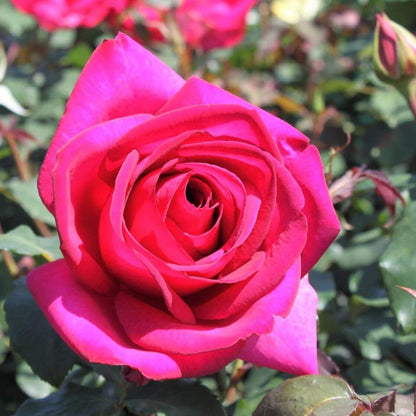 Parole ® Hybrid Tea Roses garden rose bushes potted or bare root plants