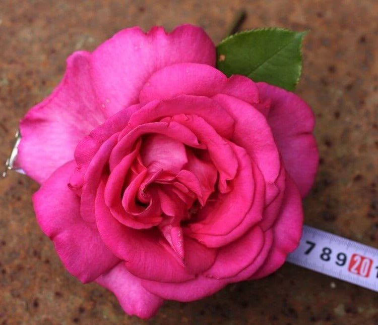 Parole ® Hybrid Tea Roses garden rose bushes potted or bare root plants